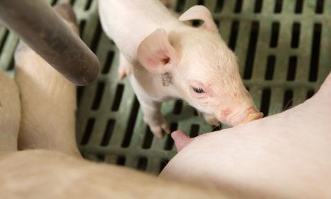 Bild_der_Woche_2020_KW09_Ferkel_Quelle_DBV.jpg