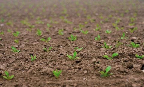 seedlings-4183250_1920_pixabay-DarkWorkX.jpg