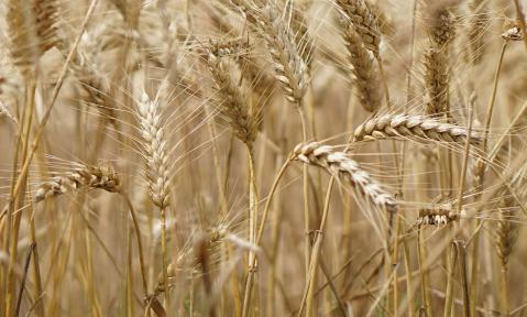 wheat-field-2554358_1920_pixabay-Kira_Hoffmann.jpg