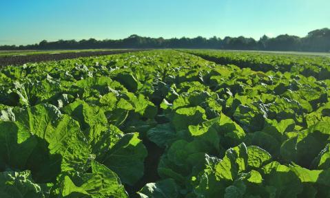 salad-1741036_1920_pixabay-joffi.jpg