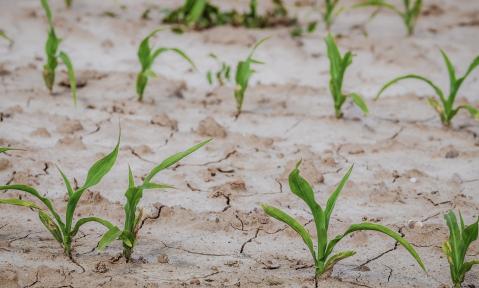 cornfield-4240209_1920_pixabay-Couleur.jpg