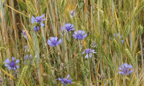 barley-field-95940_1920_pixabay-Gaby_Stein.jpg