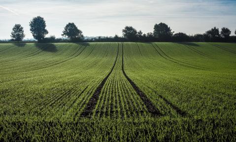 agriculture-2539967_1920_pixabay-Alfred_Derks.jpg