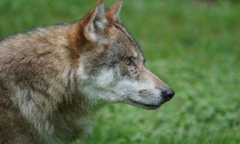 wolf-1682752_1920_pixabay-Marcel_Langthim.jpg