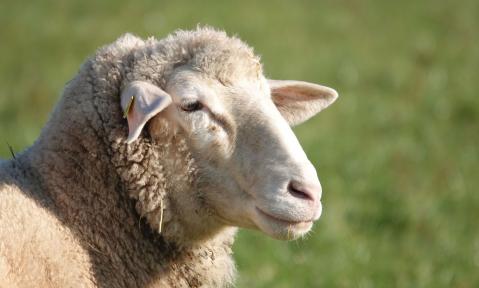 sheep-4673941_c_Ushi_Du_pixabay.jpg