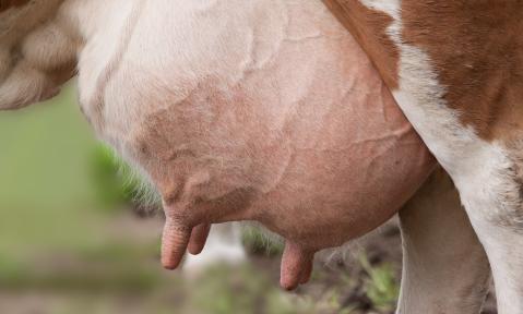 udder-168821_c_stux_pixabay.jpg