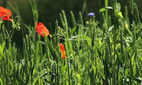 poppy-4277927_1920_pixabay-Annette_Meyer.jpg