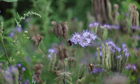 flower-meadow-5429922_c_Caniceus_pixabay.jpg