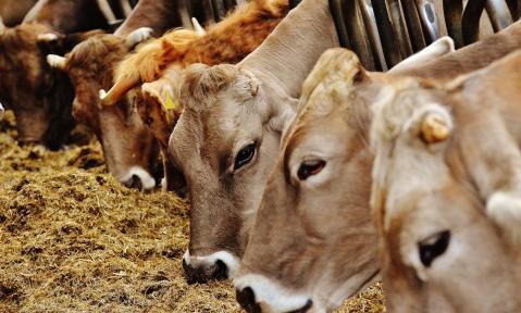 cows-1320864_1920_pixabay_Alexas_Fotos.jpg