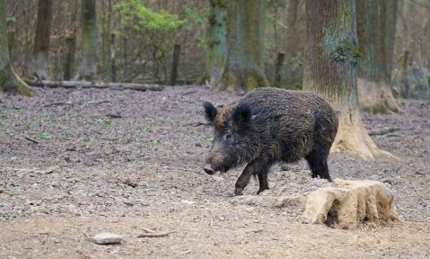 boar-2248412_c_webandi_pixabay.jpg