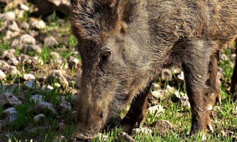 wild-boars-3363665_1920_pixabay_Alexas_Fotos_mit_Farbrahmen.jpg