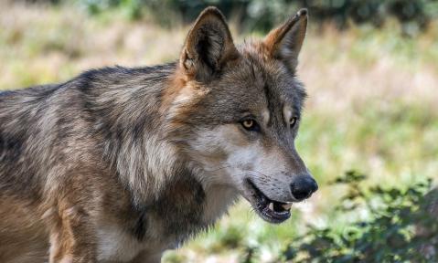 wolf-2952937_1920_pixabay_Christel_Sagniez.jpg