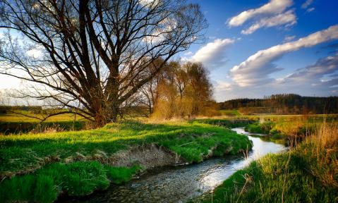 bach-4900031_1920_pixabay_Albrecht_Fietz.jpg