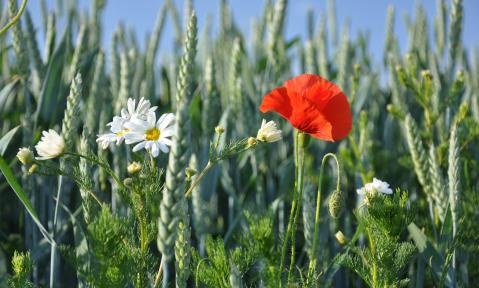 summer-2234864_1920_pixabay-obrazekkk.jpg