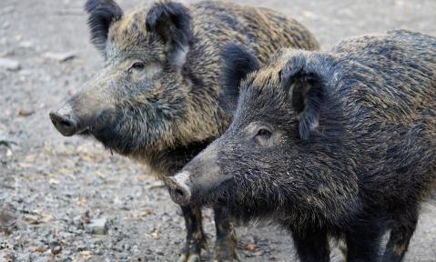 Wildschweine