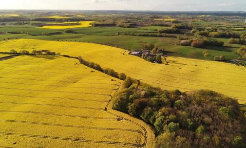 oilseed-rape-5263591_1920_pixabay_seehotel-diekseepark.jpg