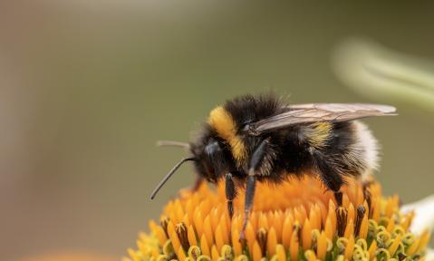 heath-the-bumble-bee-3595161_1920_pixabay_Myriam_Zilles.jpg