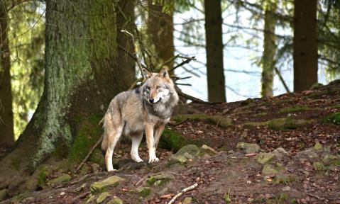 forest-4681855_1920_pixabay-jggrz.jpg