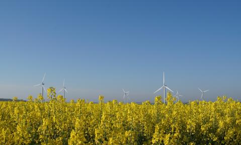 canola-4305893_1920_pixabay_Lorthiois.jpg
