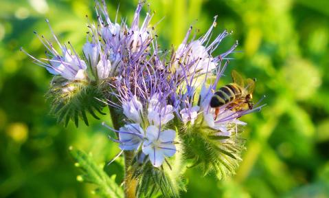 phacelia-1534515_1920_pixabay-JakobStrauss.jpg