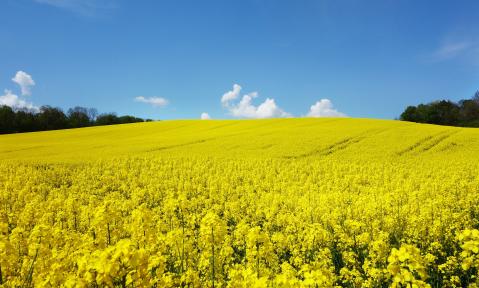 rape-blossom-502973_1920_pixabay_Michael_Schwarzenberger.jpg