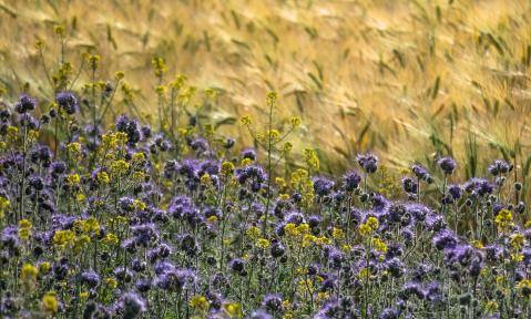 phacelia-5243705_1920_pixabay_Thomas_B.jpg