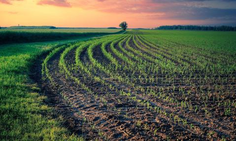 field-5305791_1920_pixabay_Albrecht_Fietz.jpg