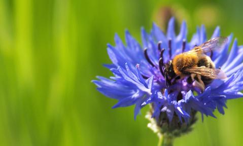 cornflower-5092753_1920_pixabay_andrealeni.jpg