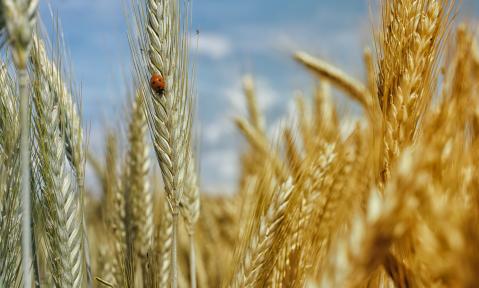 JA_cornfield-195642_pixabay-realworkhard.jpg