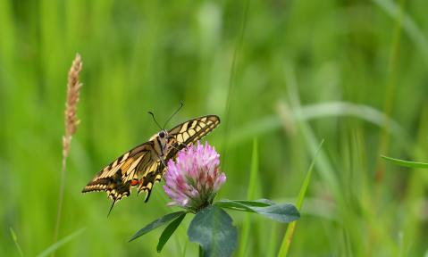 butterfly-5566255_1920_pixabay_jggrz.jpg