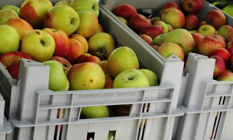 apple-3697538_1920_pixabay-moritz320.jpg