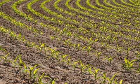 field-5207335_1920_pixabay_Anrita1705.jpg