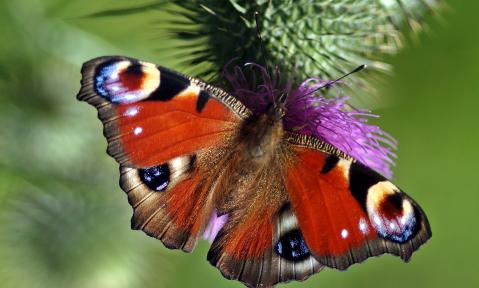 peacock-butterfly-1339982_1920_pixabay_kie-ker.jpg