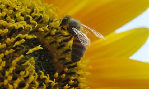 bee-4391278_1920_pixabay_FotoRieth.jpg