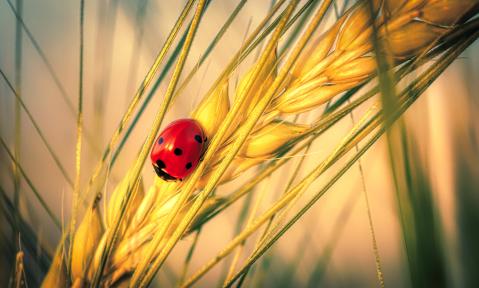 ladybug-4896272_1920_pixabay_Albrecht_Fietz.jpg