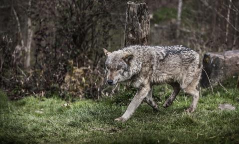 wolf-4674728_1920_pixabay_mila-del-monte.jpg