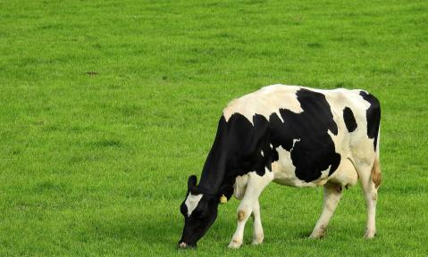 meadow-1728908_1920_pixabay_Bruno-Germany.jpg