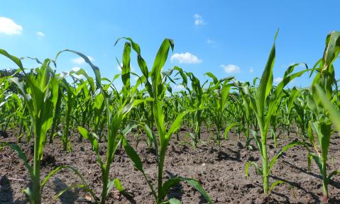 field-4280535_1920_pixabay_Denis_Geier.jpg