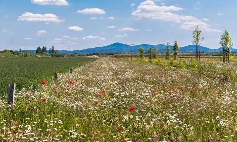 flower-meadow-5188382_1920_pixabay_Thomas_B..jpg