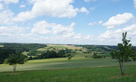 fields-5383109_1920_pixabay_Anrita1705.jpg