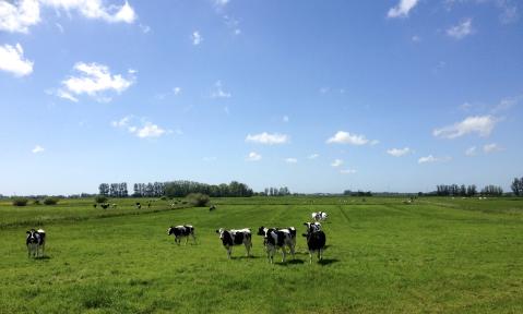 cows-1565612_1920_pixabay-AdrianLack.jpg