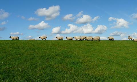Schafherde auf einer Wiese, blauer Himmel mit Wolken im Hintergrund