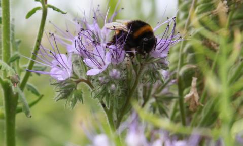 Quelle_DBV_Hummel.jpg