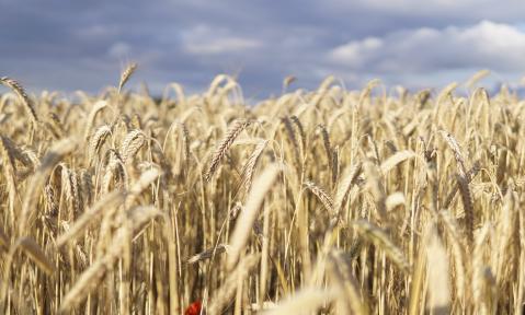 wheat-field-5392067_c_Foto_und_Pinsel_pixabay.jpg