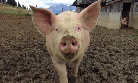 pig-1713996_1920_pixabay-Sportfood4you.jpg