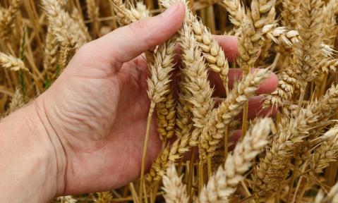 wheat-1530321_c_Pavlofox_pixabay.jpg