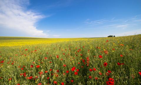 flower-2351752_1920_pixabay-Pascal_Treichler.jpg