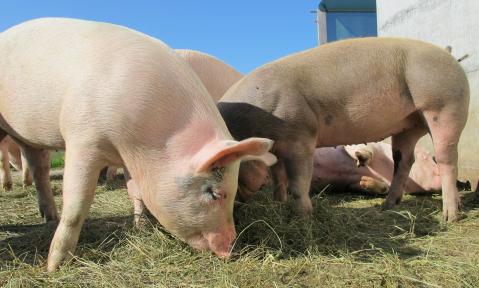 pigs-214350_1920_pixabay-Marion_Streiff.jpg