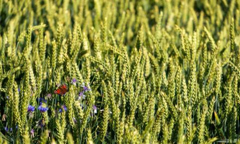 cereals-5416869_1920_pixabay_Bruno-Germany.jpg