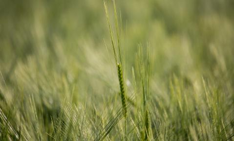 field-6294982_1920_pixabay_Kurt_Bouda.jpg